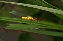 Tetragnatha_extensa_D5079_Z_89_Canal du Nivernais_Frankrijk
